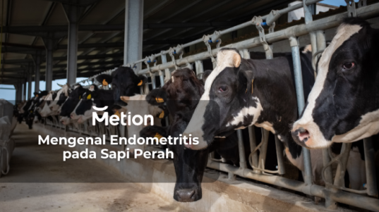 Mengenal Endometritis pada Sapi Perah: Penyebab, Gejala, dan Pengobatan