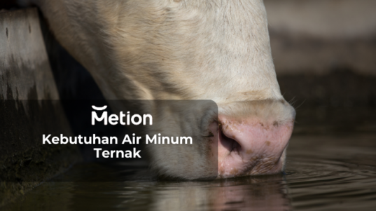 Kebutuhan Air Minum Ternak