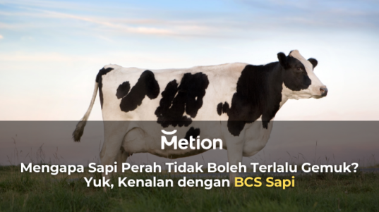 bcs sAPI (body scoring condition)