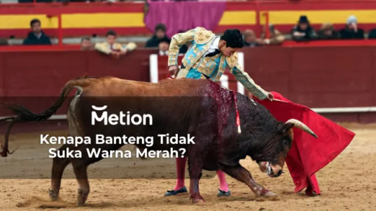 Kenapa Banteng Tidak Suka Warna Merah?
