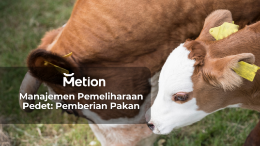 Manajemen Pemeliharaan Pedet: Pemberian Pakan